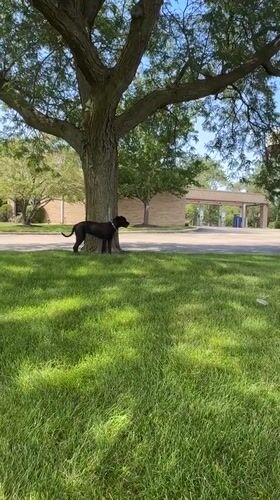 Black dog wraps up a lawn outing and loads into an SUV