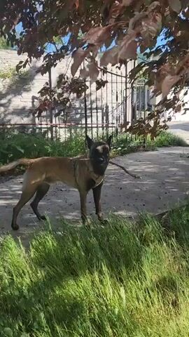 A brown and black German Shepherd dog stands on a paved path, holding a stick in its mouth. The dog wears a harness. Tall, green grass grows in the foreground, and a tree with dark leaves provides shade. Behind the dog, a fence partially obscures a building. The sky is visible in the upper right of the frame.
