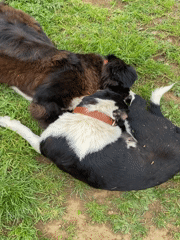 Dogs Play in Zlatograd Park During Afternoon Playtime