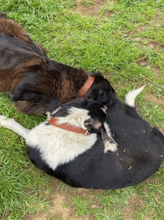Dogs Play in Zlatograd Park During Afternoon Playtime