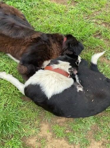 Dogs Play in Zlatograd Park During Afternoon Playtime