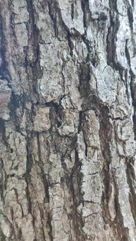 This is a close-up, vertical video of tree bark. The bark is rough, textured, and appears weathered, with deep fissures and ridges. The colors are predominantly gray and brown, with some darker, shadowed areas. The lighting suggests it is daytime, but the specific time and weather conditions are not discernible. The focus is entirely on the intricate details of the bark's surface, creating an abstract and textural visual. There is no discernible activity, people, or objects other than the tree itself. The location context provided is Gayduk, Russia. No text is visible in the video.