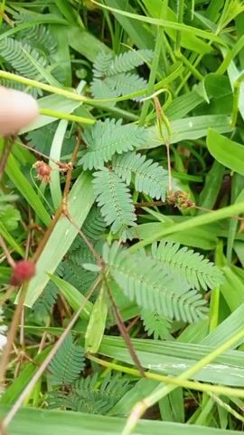 The video shows a hand touching the leaves of a Mimosa pudica plant, also known as the sensitive plant. The leaves of the plant fold inwards upon being touched. The plant is growing among other grasses and weeds. It has several stems with small, fern-like leaves that fold together when disturbed. There is also a round, fuzzy flower with pink and white coloring, and some red, seed-like pods. The background consists of green grass and other vegetation.