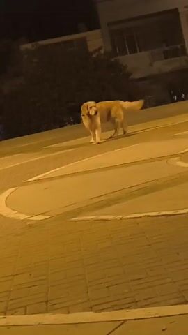 A golden retriever walks across a street at night. The dog wears a collar and its tail is wagging. The street is made of cobblestones, and there are white painted lines. The background features a building and some trees. The lighting is dim and yellow.