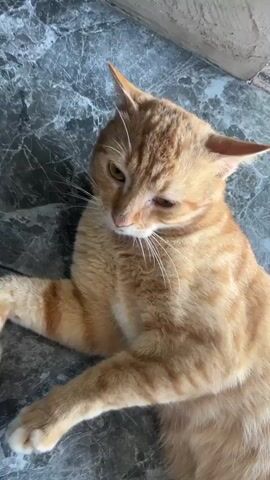The video shows a medium-sized orange tabby cat lying on a textured gray surface. The cat is positioned close to the camera, with its head and forelegs visible. Its fur is light orange with darker orange stripes. The cat's eyes are either closed or nearly closed, and its ears are slightly pointed. The cat appears relaxed. As the video proceeds, the camera moves slightly, showing more of the cat's body and the surface it is resting on. There are glimpses of a red object, possibly a cushion, in the background. The focus remains primarily on the cat throughout the short video.