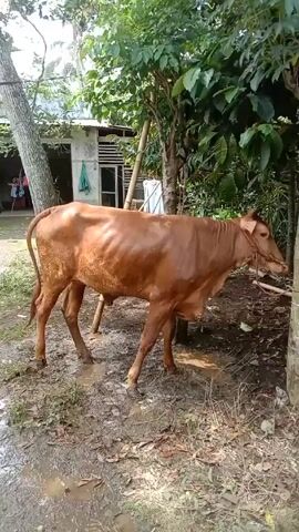 The video shows a brown cow standing on a muddy patch of ground, tethered to a tree trunk. The cow is facing right, with its head near the trunk. Behind the cow, there's a small, simple house with a white wall and a window with a grill. A green towel hangs on the door. The ground is covered with leaves and is partially wet, with puddles visible. There are various trees and plants surrounding the cow and house, giving the scene a somewhat rural or garden setting.