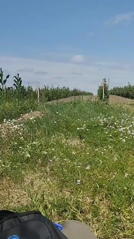 A static shot of a field on a sunny day. The foreground is filled with green grass and scattered white flowers. In the middle ground, there are rows of small trees with a dirt path running between them. The background consists of more rows of trees, possibly an orchard, under a clear blue sky with a few wispy clouds.