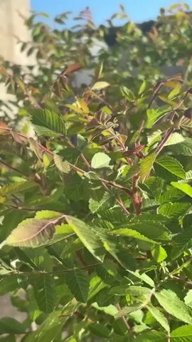 The video shows a close-up view of a leafy bush against a bright blue sky. The bush has small, green leaves with serrated edges and reddish stems. The new growth at the top of the bush appears to have a reddish tint. The focus is on the leaves and branches of the bush, with a blurred background of a building or structure. The lighting suggests it is daytime and sunny.