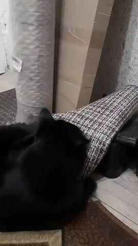 A black cat is seen sniffing a tweed fabric draped over what appears to be a pair of black boots. The cat is lying down on a patterned rug, with its body partially obscured by its own fur and the fabric. In the background, a large rolled-up object, possibly a carpet or rug, stands vertically, and several cardboard boxes are stacked. The environment seems to be an indoor space, possibly a hallway or storage area, with a plain wall in the background. The lighting is dim.