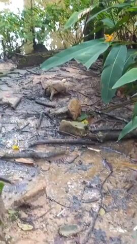 The video shows a mud turtle crawling in a muddy area near a body of water. The turtle, which appears to be a light brown color, moves slowly across the mud, surrounded by sticks, leaves, and some debris. The environment includes dense green foliage, with large leaves of a plant on the right side of the frame and trees along the water's edge in the background. The water is murky and reflects the sky, indicating a natural setting with minimal human alteration in the immediate area.