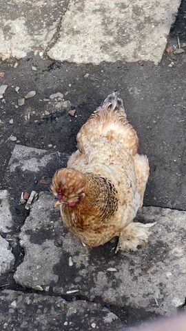 The video shows two chickens standing on uneven concrete. One chicken is brown and tan, while the other is mostly white with some brown feathers. Both chickens have fluffy crests on their heads. They are standing next to each other and looking down at the ground. The background consists of dirt and broken pieces of concrete. The lighting suggests it is daytime. The camera is positioned above the chickens, looking down at them. The shot is static.