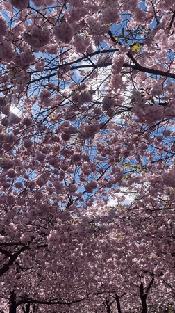 Stockholm Cherry Blossoms Draw Crowds to Kungsträdgården Park