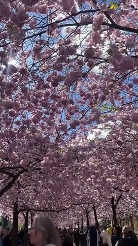 Stockholm Cherry Blossoms Draw Crowds to Kungsträdgården Park