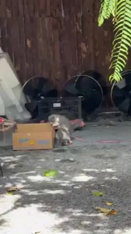 The video shows two small kittens playing outdoors. They are white with gray patches and wear red collars. One kitten is jumping out of a brown cardboard box while the other stands nearby on a gravelly surface. In the background, there's a weathered wooden fence, three large black fans, and a metal cage. There's also a green leaf on the ground. The scene is lit by natural sunlight, casting shadows around the area.