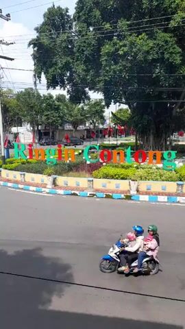 The video captures a street scene featuring a traffic circle in the center of a road. The traffic circle has a sign made of large, brightly-colored letters that spell out "Ringin Contong."  The sign is bordered by a patch of greenery and a blue and white curb. A very large, old tree stands to the right of the sign, its roots visible above the ground. In the background, there's a park-like area with trees and red flags lining the perimeter. The sky is partly cloudy.  Several motorcycles are shown driving on the road around the traffic circle. Power lines are visible overhead.  The camera appears stationary.