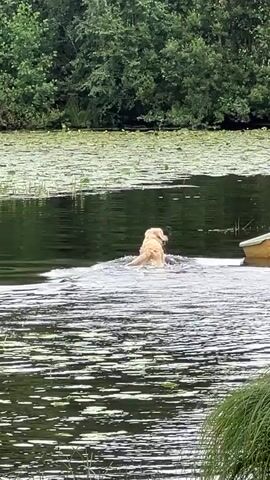 A golden retriever dog swims in a body of water, creating ripples. The dog is facing away from the camera, towards the right side of the frame. In the water, there are lily pads and several boats docked. The background consists of lush green trees and a cloudy sky. Some tall grass is visible in the foreground on the right.
