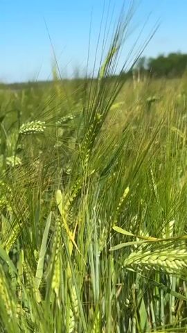A close-up shot of a field of green barley, with the stalks swaying gently in the breeze. The sky above is a clear blue. The barley is in various stages of growth, with some heads fully formed and others still developing. The image has a shallow depth of field, with the barley in the foreground in sharp focus and the background blurred.
