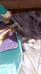 Pool day in Galapagar: dogs, a kid, and a long nap