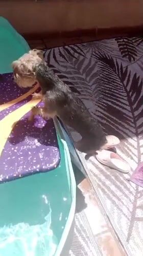 Pool day in Galapagar: dogs, a kid, and a long nap