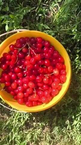 A bucket of ripe cherries sits on the ground amidst lush green grass. The camera then pans upwards to reveal a cherry tree laden with fruit, its branches heavy with red cherries. The scene is bathed in natural sunlight, suggesting a pleasant outdoor setting. The video captures the abundance of nature and the simple joy of harvesting fresh produce.