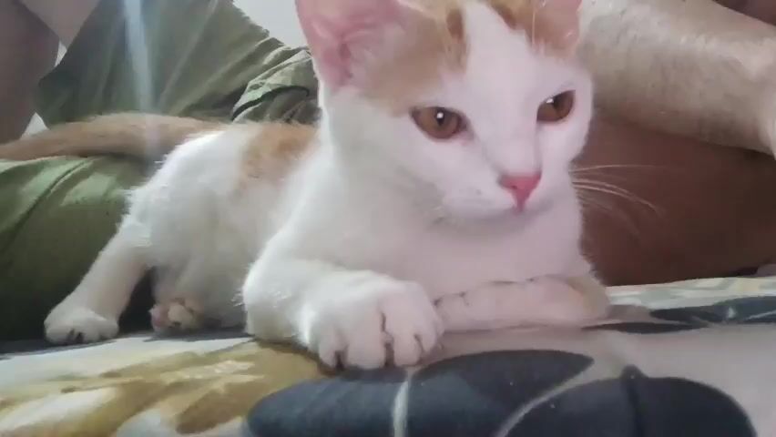 A white and orange cat lies on a patterned surface, possibly a bed. The cat's paws are tucked beneath its chest, and it is looking to the right of the frame. A person's leg is visible behind the cat, covered by a green fabric. The lighting suggests an indoor setting.