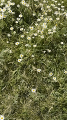Morning flower photography session in Kyrgyzstan daisy field documented
