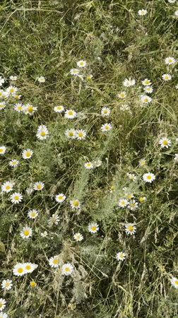 Morning flower photography session in Kyrgyzstan daisy field documented