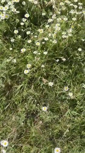Morning flower photography session in Kyrgyzstan daisy field documented