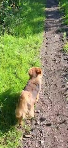 A small dog with brown and tan fur walks along a dirt path. The path is bordered by lush green grass. The sun is shining, casting shadows.