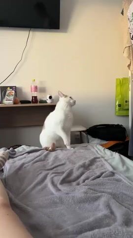 A white and ginger cat sits on a bed covered with a grey blanket. The cat has white fur with ginger patches on its head and back, and a long ginger tail. A person, wearing a patterned t-shirt featuring cartoon raccoons and dark shorts, leans into the frame and begins to pet the cat. The person's hand initially strokes the cat's head and back, then shifts to gently holding and caressing its face and neck area with both hands. The cat closes its eyes briefly, appearing content and relaxed during the petting.

The setting is an indoor room, likely a bedroom, with light-colored walls. In the background, a black television is mounted on the wall, and a wooden shelf holds a pink bottle (partially labeled "Cola"), a small white camera, and an orange packet. A black bag and a partially visible green "SPAR" shopping bag hang near the bed. The room is brightly lit, suggesting it is daytime. The video was recorded in Ligolambi, Russia.