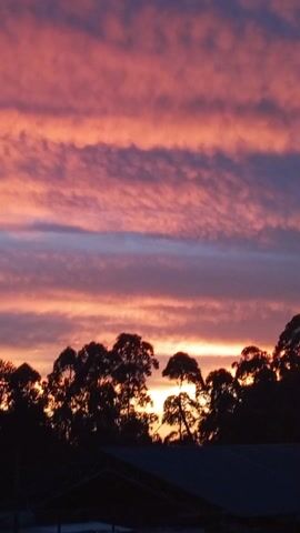 The video shows a stunning sunset with horizontal streaks of pink, purple, and orange clouds across the sky. In the foreground, the dark silhouettes of trees stand against the bright horizon, and the roof of a building is visible at the bottom of the frame. The sky transitions from a darker shade at the top to a brighter, more orange glow near the horizon. There are faint sounds of people talking and music playing in the background.