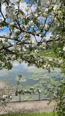 Ducks enjoy sunny spring day at Moscow pond