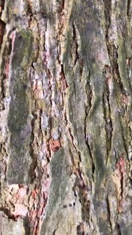 The video is a close-up shot of tree bark. The bark is rough and textured, with a greenish-grayish color and some reddish-brown patches. There are vertical ridges and crevices on the surface. A few small, dark insects, likely ants, are visible crawling on the bark. The focus shifts slightly throughout the clip, but the subject remains the intricate details of the tree bark and the tiny insects traversing it. The lighting is natural, suggesting an outdoor environment.