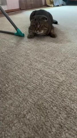 A Scottish Fold cat lies on a light brown carpet. The cat is facing forward and appears to be looking at the camera. To the left of the cat, a gray and teal broom is visible. The background is blurry but shows a wall with a pink and white pattern and a white sheet or curtain.