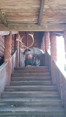 The video shows a wooden porch with two reindeer. A larger reindeer with prominent antlers stands on the stairs, while a smaller, darker reindeer is behind it. The porch has wooden railings and steps.