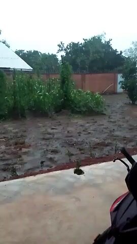 The video shows a muddy outdoor area with plants and a building in the background. It appears to be raining, as indicated by the wet ground and the sound of rain. There is a motorcycle parked in the foreground on the right side of the frame. The overall scene suggests a rural or suburban environment experiencing inclement weather.