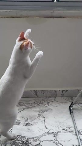A white cat with an orange head and tail stands on its hind legs on a tiled floor. It reaches upwards to grab a dangling toy. The toy consists of a purple feather, a pink ball, and a thin pink string. The cat swipes at the toy with both paws. The ceiling is white. A section of what appears to be a sliding door frame is visible at the top of the frame. A metal object lies on the floor next to the cat. The tiles on the floor have a marble pattern.