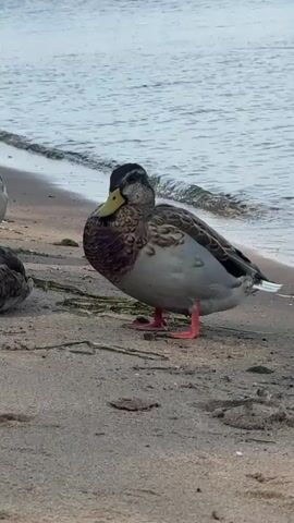 A mallard duck stands on a sandy beach with its orange feet planted firmly. The duck's plumage is a mix of browns and grays, with a distinctive dark head and yellow beak. The background features the calm, blue-grey water of a lake or ocean, with a slight ripple on its surface. The shoreline is dotted with small pieces of seaweed and debris. The lighting suggests an overcast or early morning setting. The duck is the sole focus of the image, positioned slightly off-center to the right.