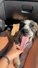 Puppy along for the ride in Sredets, Bulgaria
