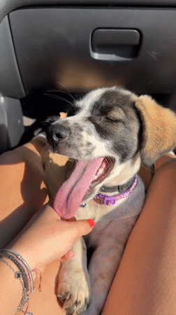 Puppy along for the ride in Sredets, Bulgaria