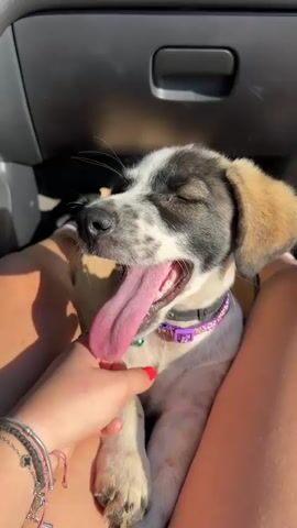 A close-up, medium shot captures a puppy in the passenger seat of a vehicle. The puppy, with white and black fur, is held by a person whose legs are visible in the foreground. The puppy's mouth is open, with its pink tongue extended, and it appears to be panting or yawning. A person's hand, with red nail polish, gently pets the puppy's head. The puppy wears a purple collar with a small green bell attached. The interior of the car is visible in the background, including a dark dashboard. The scene is illuminated by sunlight, suggesting it is daytime.
