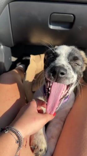 Puppy along for the ride in Sredets, Bulgaria