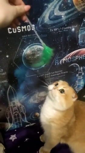 Scottish Folds and a pug share a green feather toy at home