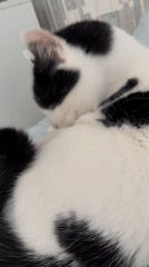 Black and white cat grooming, being petted on bed