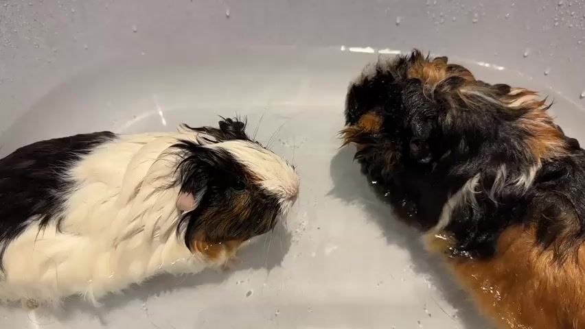 Two guinea pigs are in a shallow pool of water. The guinea pig on the left is white, black, and brown. The guinea pig on the right is black and brown. The guinea pigs are facing each other. The water is clear and has some bubbles in it. The guinea pigs appear to be wet.