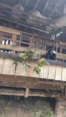 The video shows a dilapidated wooden goat pen. Several goats are visible inside the pen, some of which have black and white markings. Branches with green leaves are placed over the fence of the pen, likely as food for the goats. The pen appears to be constructed from rough lumber and has a corrugated roof. The ground around the pen is covered in dirt, leaves, and some scattered bricks.