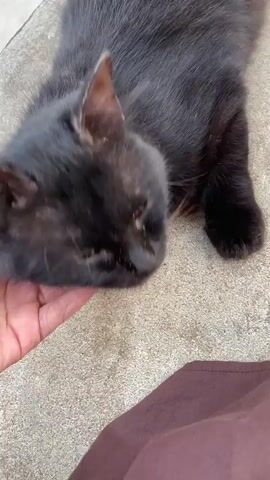 A black cat with green eyes is lying on its side on a gray, textured surface, possibly concrete. A person's hand is gently petting the cat's chin and cheek. The cat appears relaxed, with its eyes closed for much of the video. The environment seems to be outdoors, with natural light.