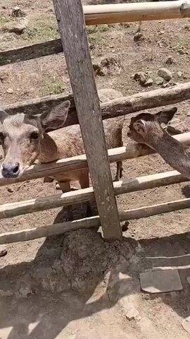 A person's hand holds a carrot out to a deer that is looking over a wooden fence. The deer takes the carrot from the hand and eats it. The deer then moves further behind the fence.