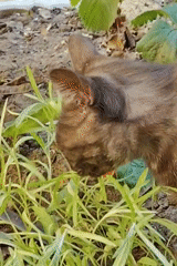 Garden scenes with cats and flowers documented in Mykolaiv
