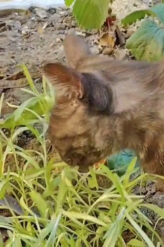 Garden scenes with cats and flowers documented in Mykolaiv